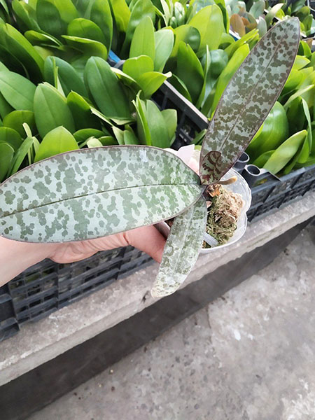 Phalaenopsis schilleriana stripes.jpg