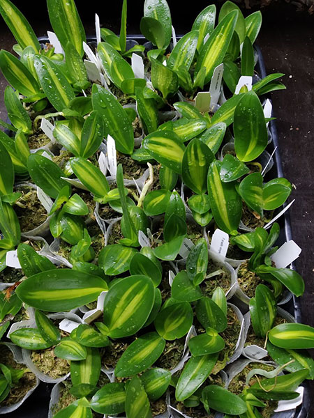 Phalaenopsis amabilis variegated.jpg