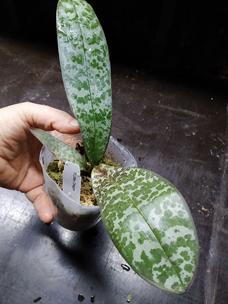 Phalaenopsis Little Dragon (stuartiana x celebensis).jpg