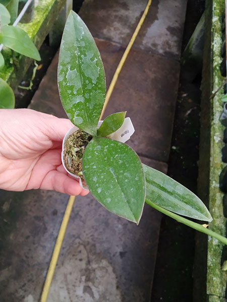 Phalaenopsis Mini Mark.jpg