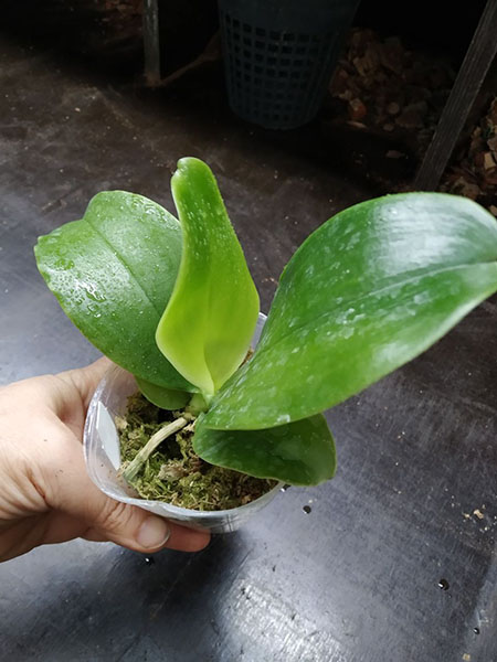 Phalaenopsis bellina blue.jpg