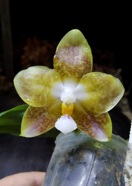 Phalaenopsis Mituo Golden Tiger White Tiger x Yaphon Lover Yaphon (Yaphon Love Song).jpg