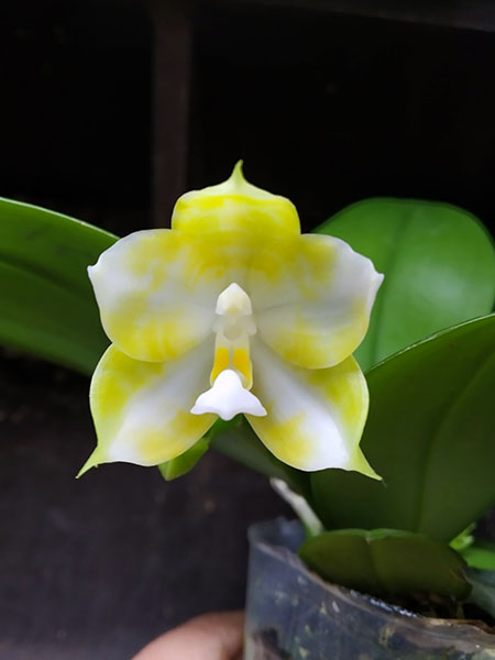 Phalaenopsis Mituo 24 Solar Terms 'White Dew'.jpg