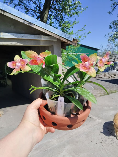 Phalaenopsis (Tzu Chiang Balm-Brother Sara Gold) 'ES-1'.jpg