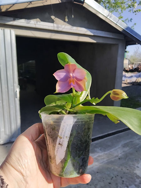 Phalaenopsis violacea indigo x Mituo Reflex Dragon 'Blue #2'.jpg