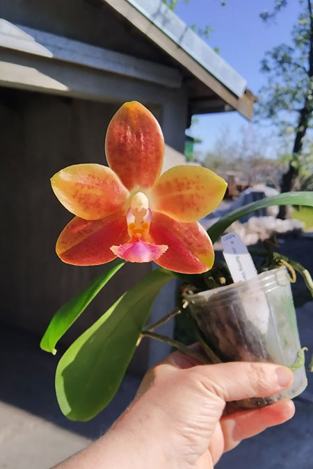 Phalaenopsis Joy Spring Venus x Mambo.jpg