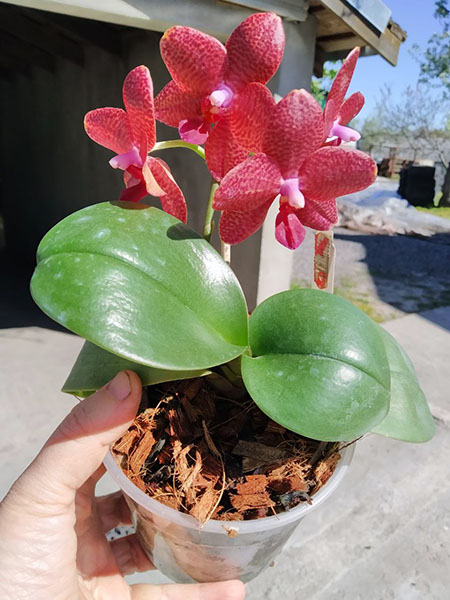 Phalaenopsis Diamond Beauty '1202' x Ld's Bear King 'YK7' (select).jpg