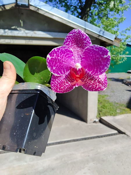 Phalaenopsis (Mituo Sun x Ching Her Buddha).jpg