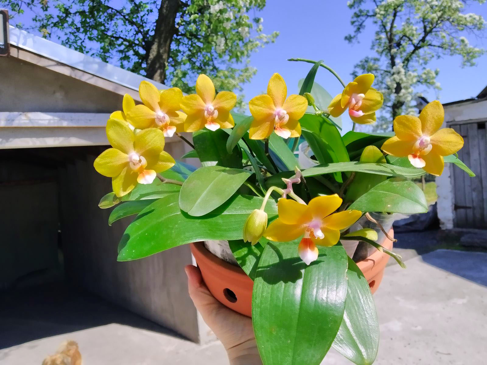 Phalaenopsis Mainshow Golden Crown.jpg