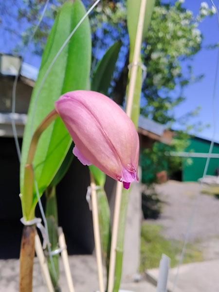 Cattleya lueddemanniana tipo ('Mariaux' x 'Francisco') x tipo ('Fennel' x 'Maruja').jpg