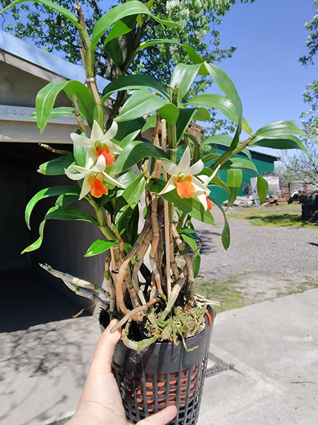 Dendrobium Frosty Dawn.jpg