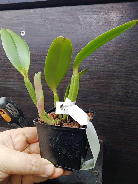 Cattleya lueddemanniana rubra x sib.jpg