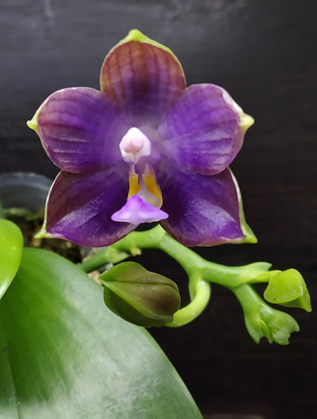 Phalaenopsis Mituo Blue Cat (Mituo Reflex Dragon 'Blue -2' x Mituo Purple Dragon 'Blue Whale').jpg