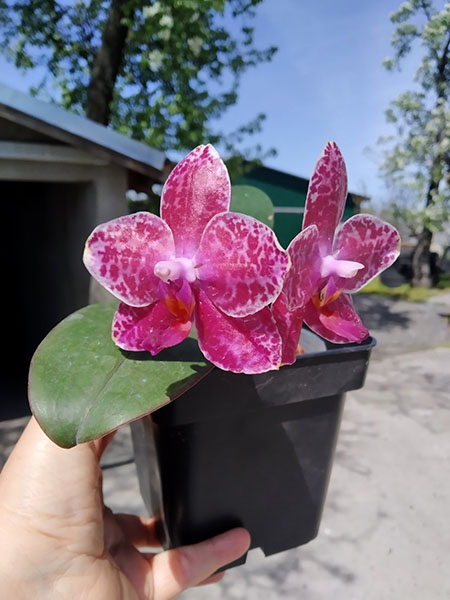 Phalaenopsis Diamond Beauty '1202' x Miro Supper Star 'MO198'.jpg