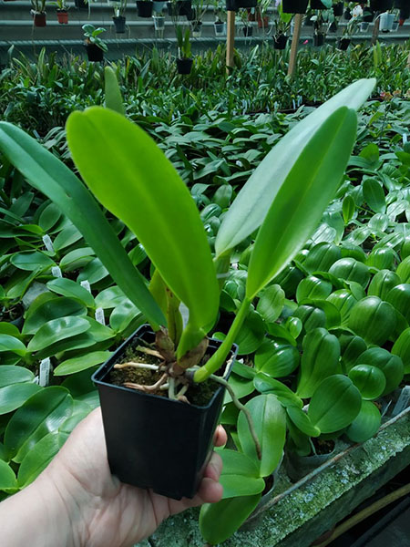 Cattleya warneri semi-alba (Jean) x warneri trilabelo.jpg