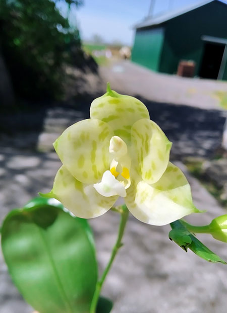 Phalaenopsis Mituo Golden Tiger 'TTT'.jpg