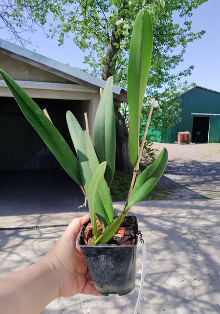 Laeliocattleya Love Knot coerulea x Cattleya mossiae coerulea.jpg