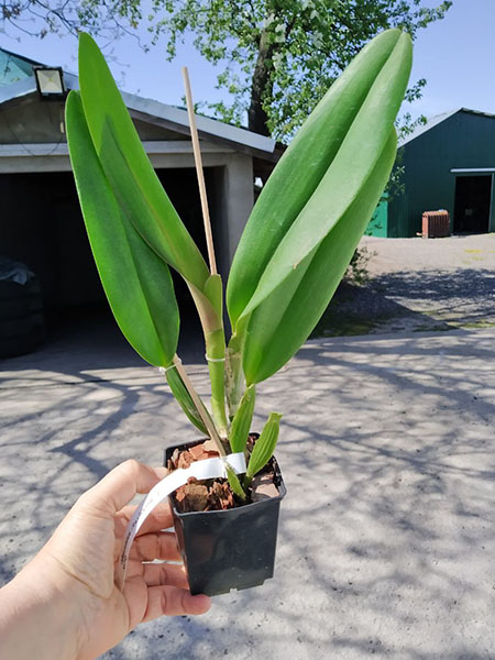 Cattleya gaskelliana concolor ('Ana' x 'Bela Vista').jpg