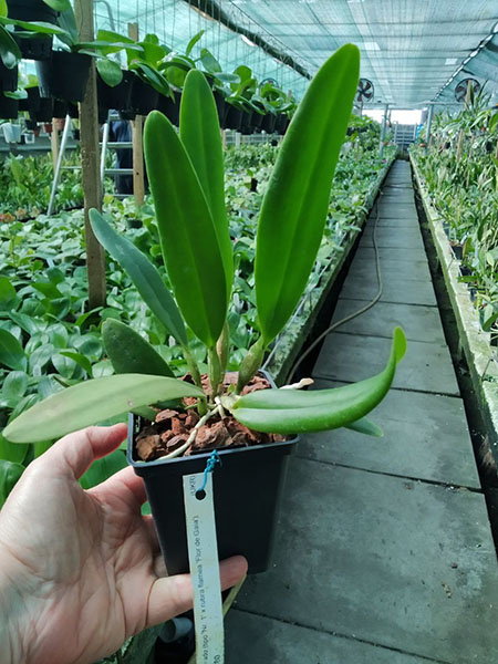 Cattleya eldorado (tipo 'Nr 1' x rubra flamea 'Flor de Gaia').jpg