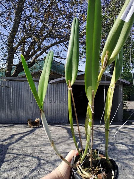 Laelia purpurata werkhauseri x sib.jpg