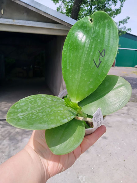 Phalaenopsis Mituo Reflex Dragon 'Blue - 2' x Mituo Love 'Rainbow-520'.jpg