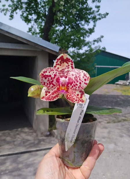 Phalaenopsis Mituo Diamond 'Cluster'.jpg