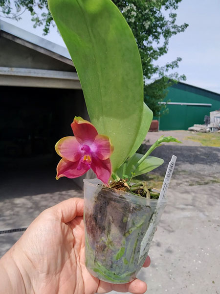 Phalaenopsis LD Bellina Kingfisher 'Mituo#1' x Mituo Blue Smurfs 'Blue Sea'.jpg