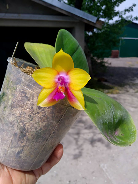 Phalaenopsis Mituo Gelb Eagle 'Goose Yellow - 3'.jpg