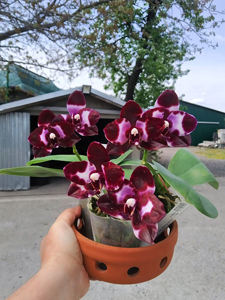 Phalaenopsis Mituo Reflex DD 'Black Tiger'.jpg