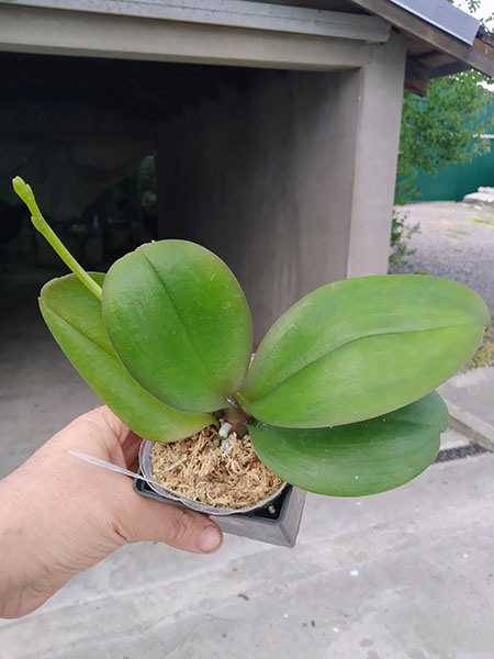 Phalaenopsis Mituo Golden 'M-2' x Ld's Bear Queen.jpg