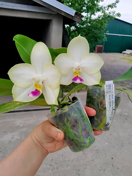Phalaenopsis Mituo Bulleyes 'Little Snow White'.jpg