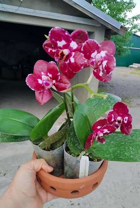 Phalaenopsis Mituo Sunrise 'Snow Red'.jpg