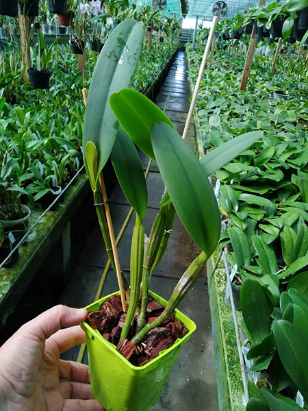 Cattleya lueddemanniana tipo 'Royal Flash' x Cattleya lueddemanniana tipo 'Drago'.jpg