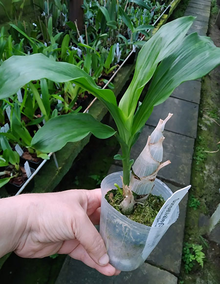 Catasetum Mem Dorothy Wells (Dentigrianum 'SVO Excellence' x Chuck Taylor 'SVO Sunshine').jpg