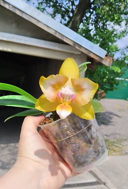 Phalaenopsis Mainshow Pink Panther.jpg