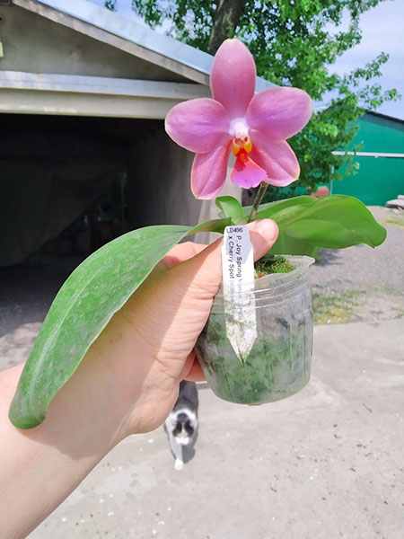 Phalaenopsis Joy Spring Venus 'Snow White' x Cherry Spot (alba).jpg