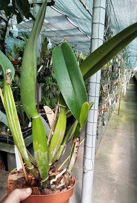 Cattleya labiata alba 'XXXX'.jpg