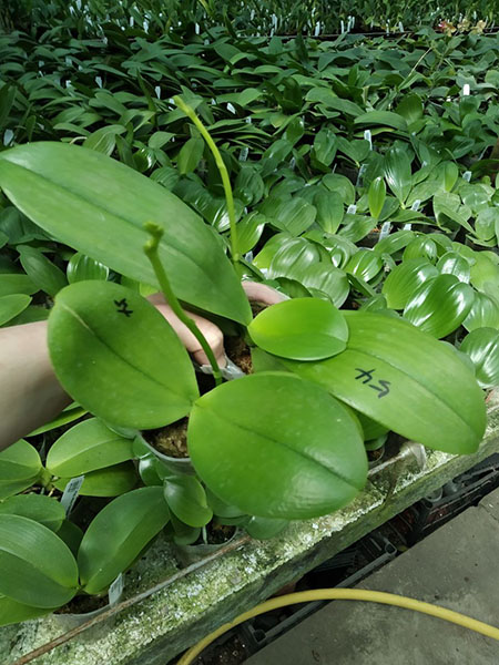 Phalaenopsis Mituo Speciosa 'Blue Starfish' x Sogo Vivien 'VQ'.jpg