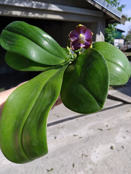 Phalaenopsis Mituo Reflex Dragon 'Blue -2' x Mituo 24 Solar Terms 'Black Angel'.jpg