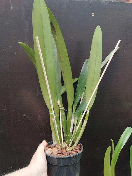 Cattleya mossiae yellow lip x coerulea 'Pablo'.jpg