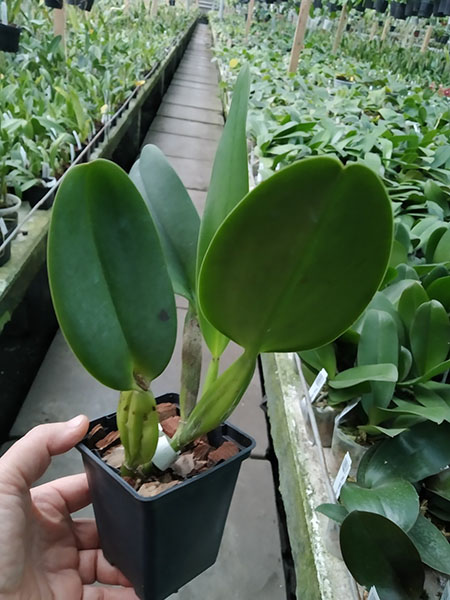 Cattleya warneri coerulea ('Suzuki' x 'Z-351').jpg