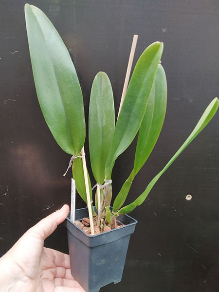 Cattleya trianae coerulea 'Luna Muisca' x pincelada 'Taky-Huaylla'.jpg