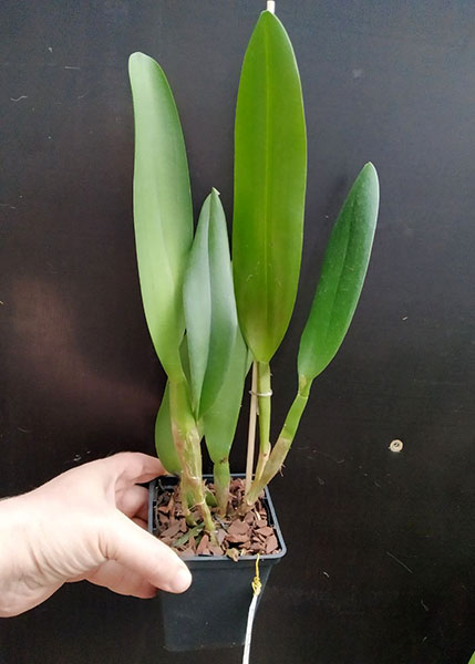 Rhyncholaeliocattleya Pathom Gold.jpg