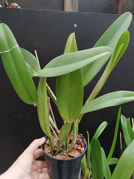 Laeliocattleya Taiwan Beauty.jpg