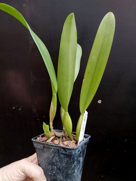 Laelia lobata tipo ('Bela Vista' x 'Dna Niedja').jpg