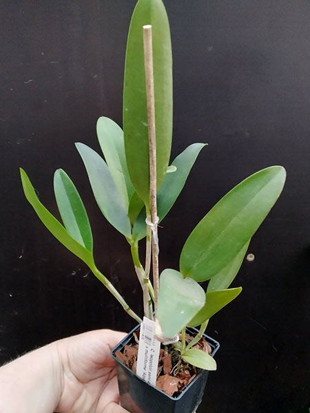 Cattleya leopoldii semi-alba 'Casellato' x multiforme 'Aquarela'.jpg