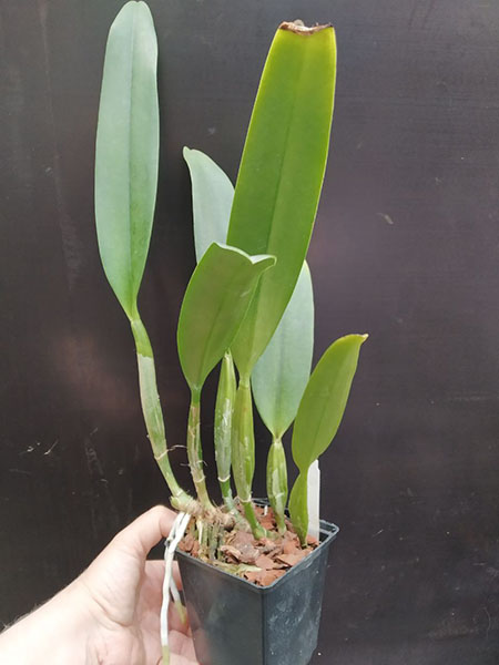 Cattleya percivaliana tipo 'Carla Porto'.jpg