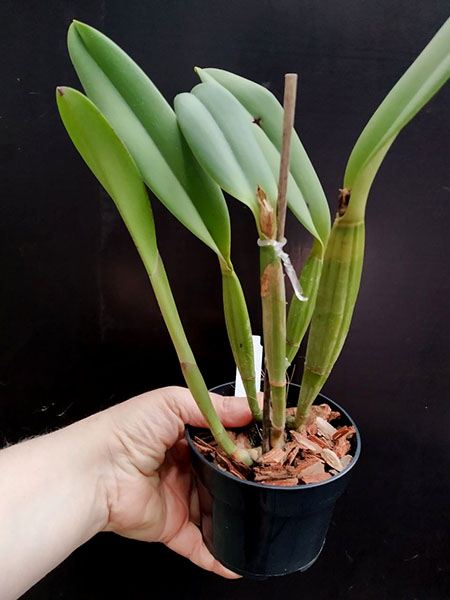 Cattleya lueddemanniana rubra 'W' x ('Fennel' x 'Maruja').jpg