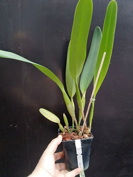 Laelia crispa (vinicolor x flamea).jpg