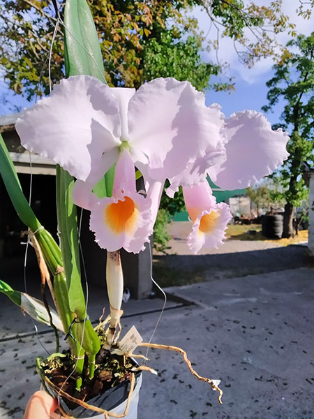 Cattleya schroederae.jpg